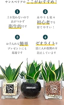 71jihqulEQL._AC_UF350,