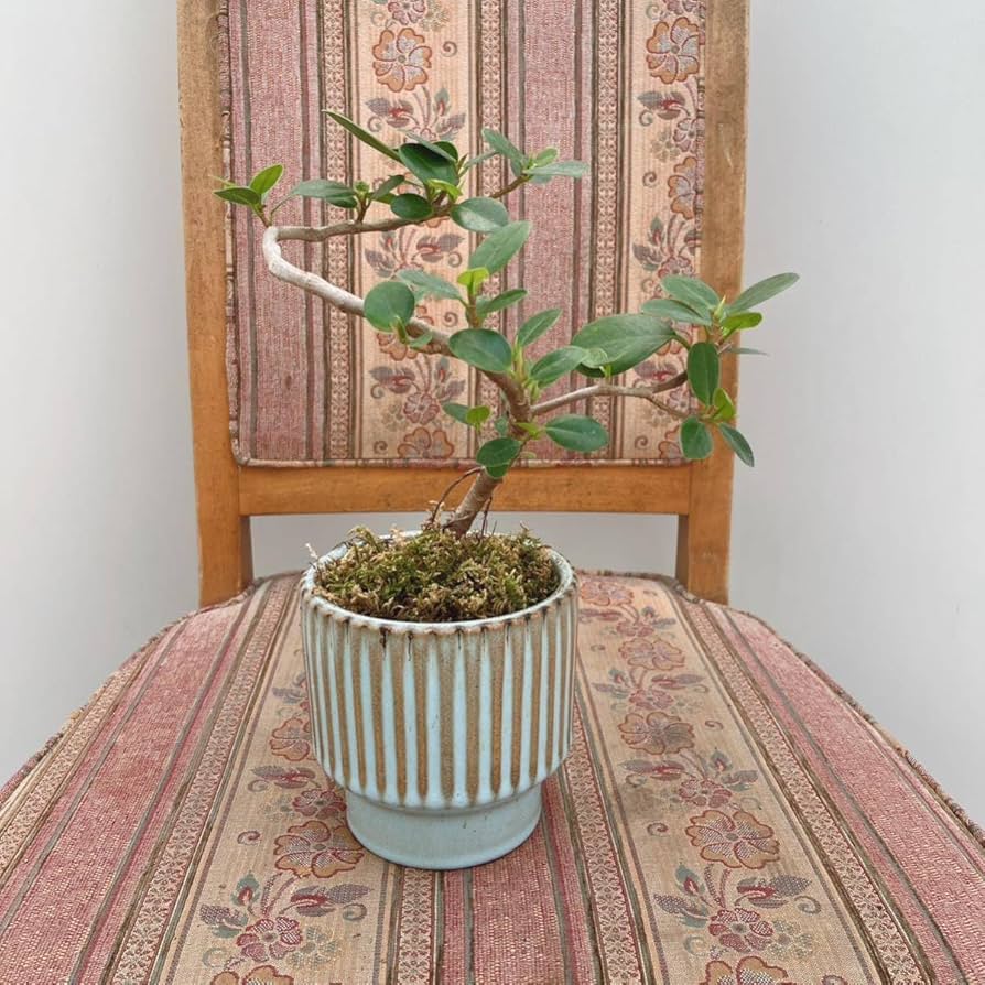 71k0AsHJsYL._AC_UF894,