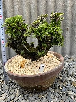 Amazon.co.jp: 30年物 岩松 イワヒバ 岩ヒバ 盆栽 山野草 高山植物 331