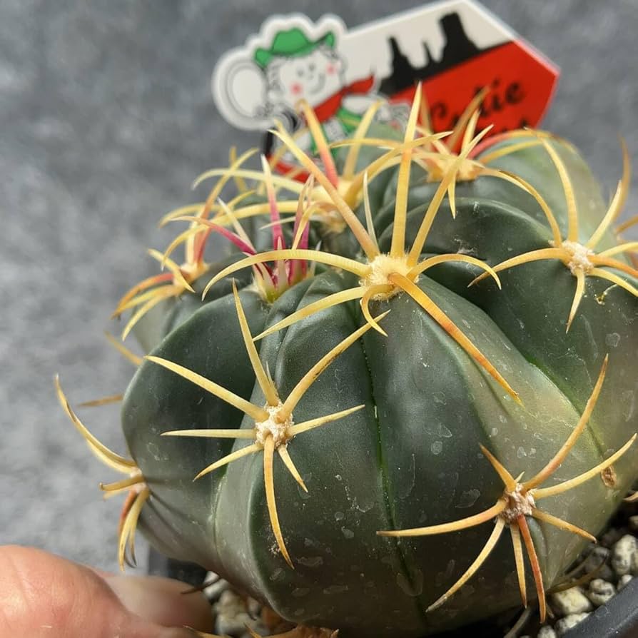 Amazon.co.jp: 鉢ごと発送フェロカクタス赤城 Ferocactus macrodiscus3