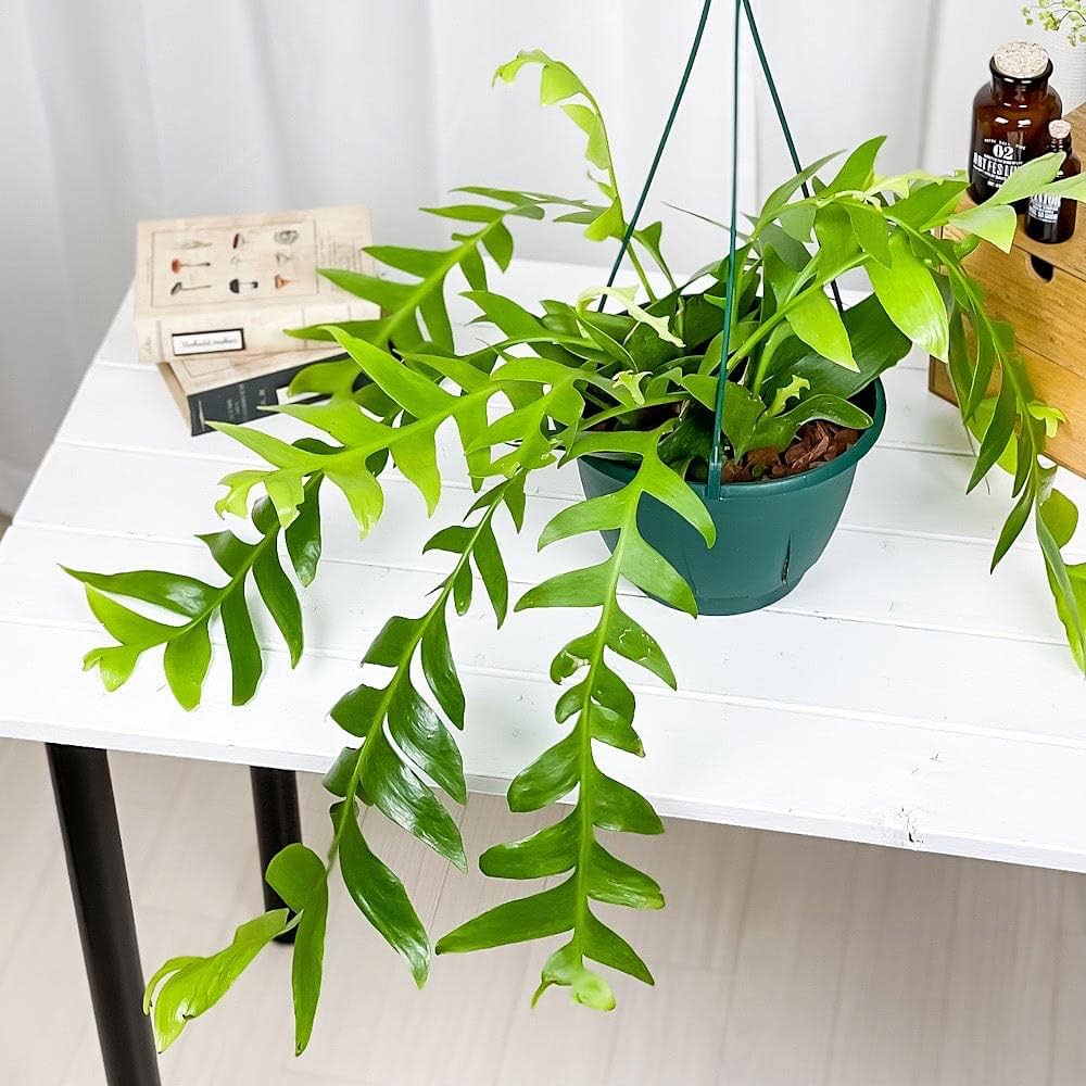 Amazon.co.jp: PLANCHU 観葉植物 エピフィルム クリソカルディウム 7号