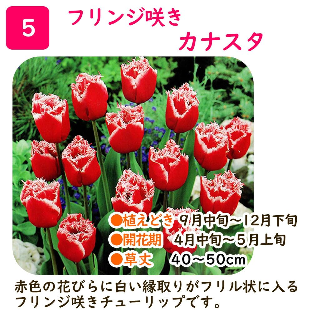 Amazon.co.jp: 「 フリンジ咲き チューリップ 球根【5．カナスタ 】3
