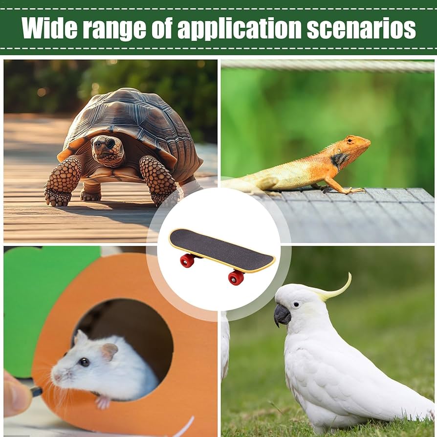 Amazon.co.jp: 本物のカメ用カメスケートボード - ポータブルフトアゴ