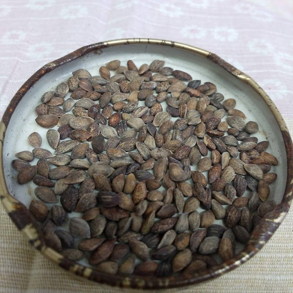 Amazon.co.jp: 512③、2024年産、黒松種、静岡県産、200個以上 : 食品