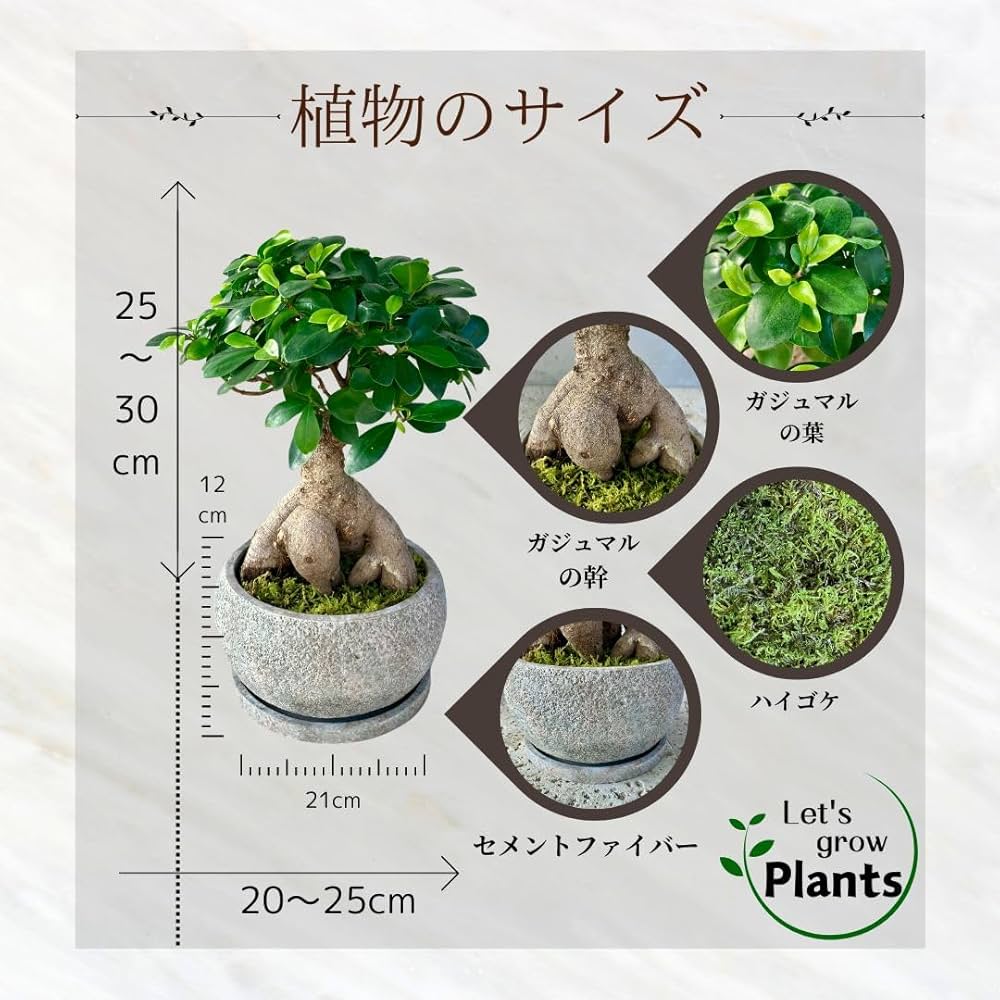 Amazon｜SUZUHA ガジュマル 盆栽仕立て 観葉植物 本物 7号 セメント