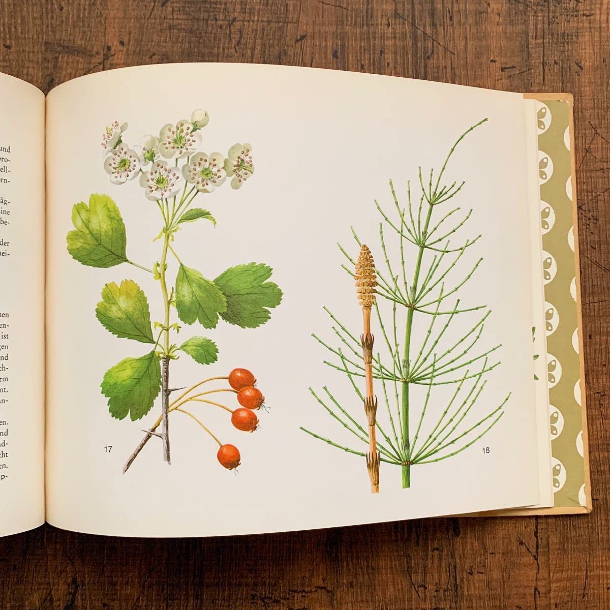 Amazon.co.jp: ドイツの古い植物図鑑(HEILPFLANZEN)/アンティーク