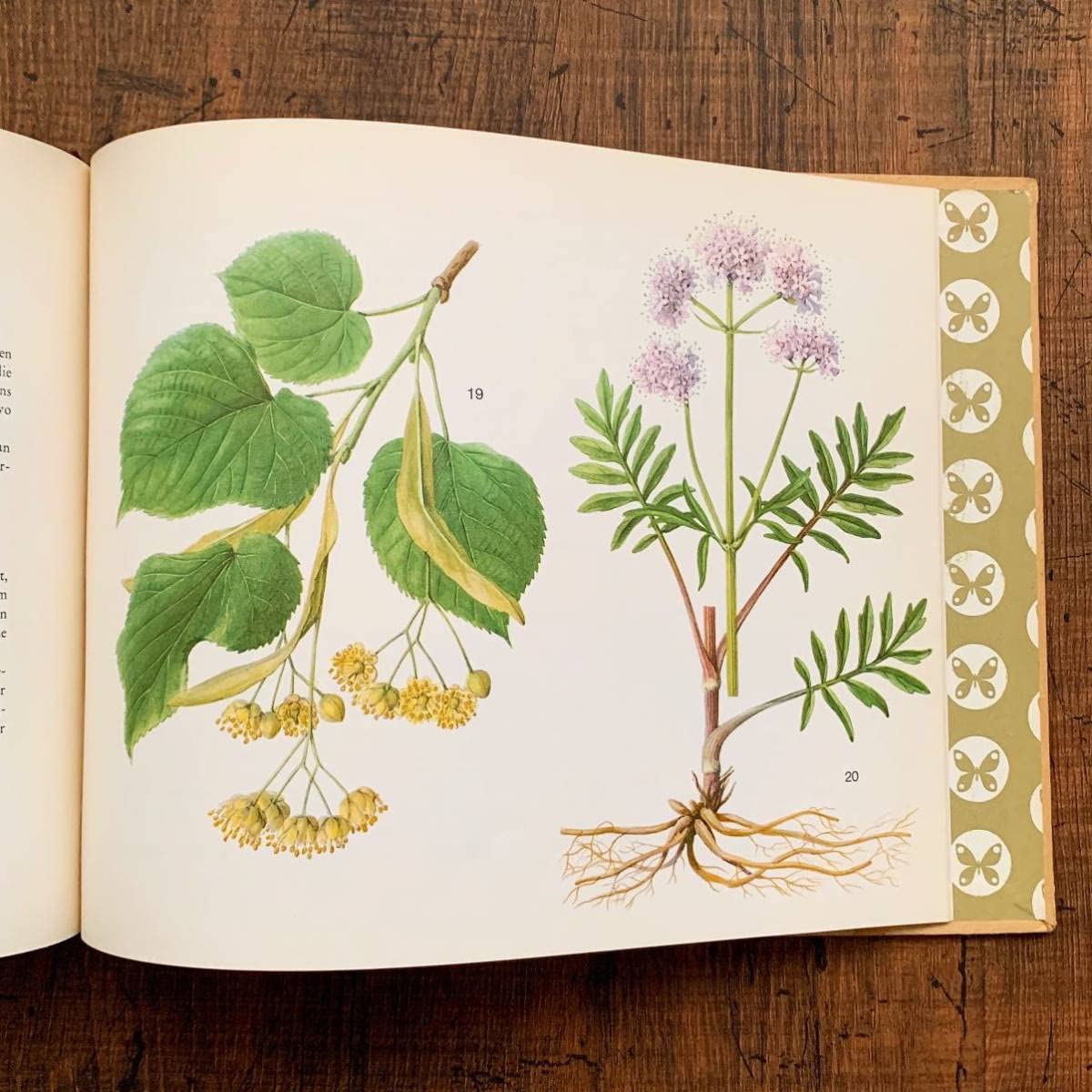 Amazon.co.jp: ドイツの古い植物図鑑(HEILPFLANZEN)/アンティーク