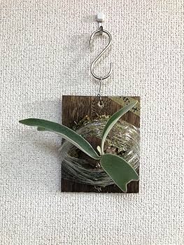 Amazon.co.jp: P. veitchii wild Australia ビカクシダ ベイチー 子株