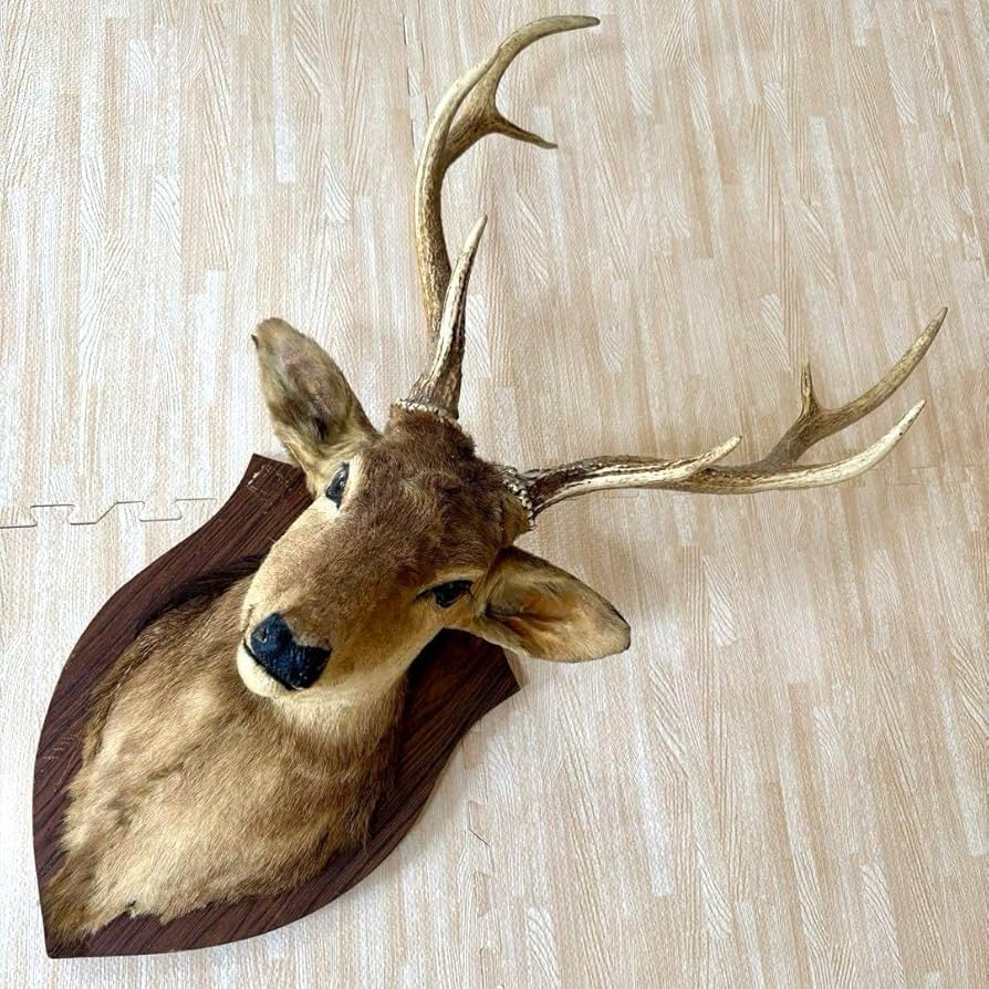 Amazon.co.jp: 鹿の剥製 蝦夷鹿の剥製 壁飾りハンティングトロフィー
