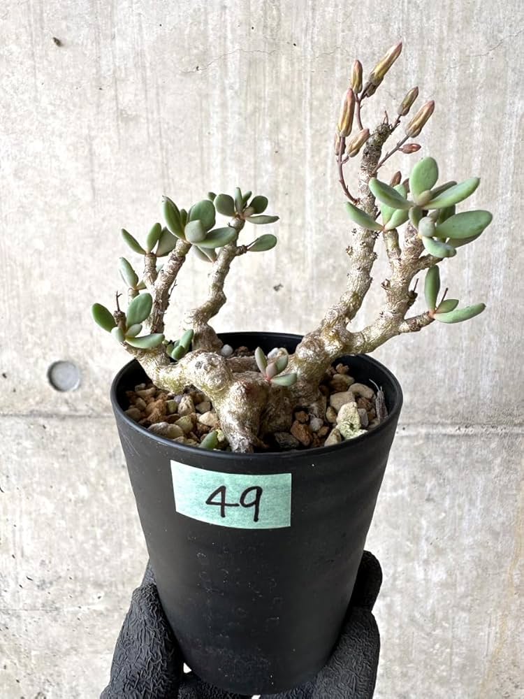 Amazon｜【現品限り】チレコドン デシピエンス【L49】 Tylecodon