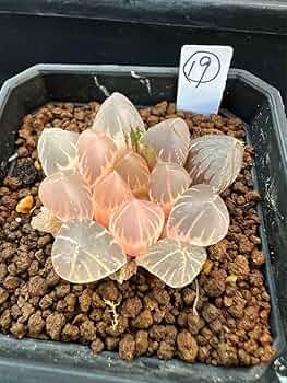 71qC0kOm4lL._AC_UF350,