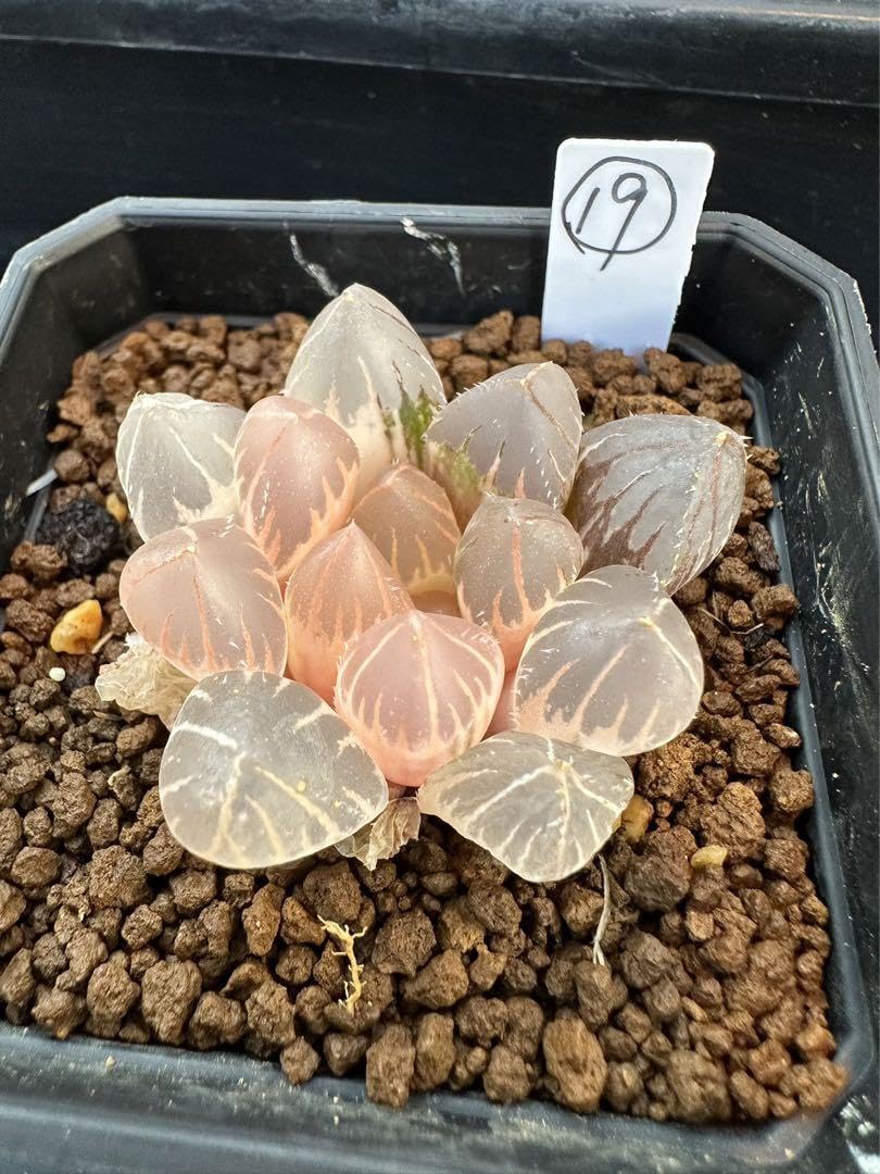 Amazon｜ハオルチア 多肉植物 白蓮オブツーサ錦 糊斑｜観葉植物