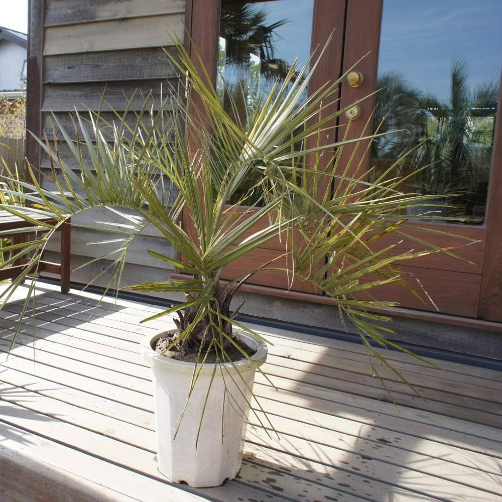 Amazon.co.jp: 耐寒性 ココスヤシ 10号 高さ約 100cm 【現品発送