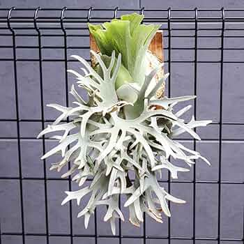 71qHyYwxioL._AC_UF350,