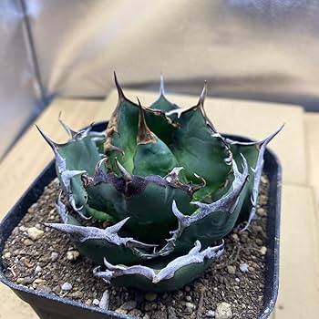 Amazon.co.jp: 種 Agave titanota FO-076 アガベ チタノタ オテロイ FO