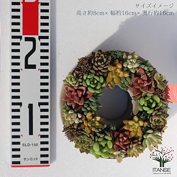 Amazon.co.jp: 多肉植物 寄せ植え succulent wreath M(多肉リースM