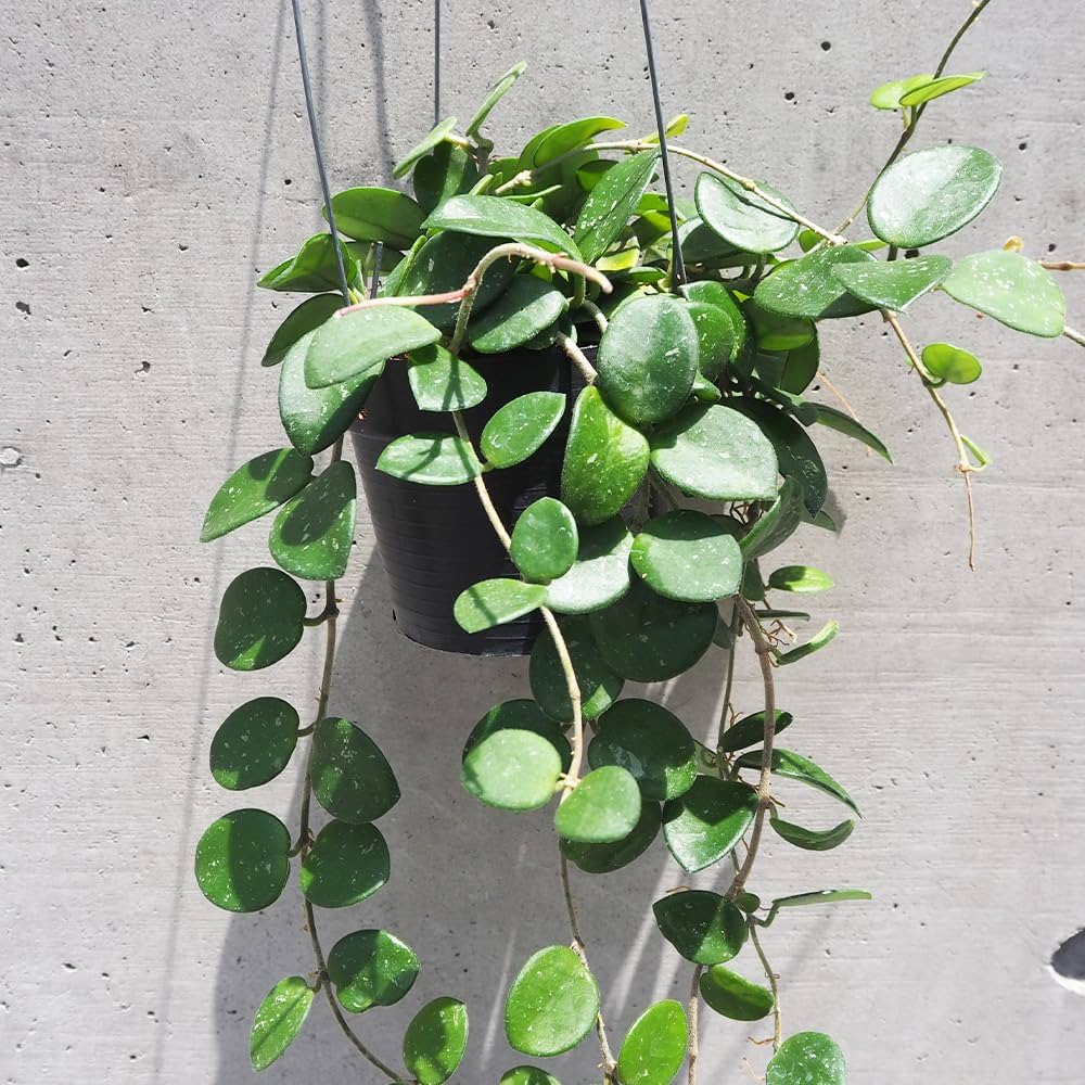 Amazon｜ホヤ(桜ラン)・マチルダ 吊鉢4号鉢 1個売り【品種で選べる観葉