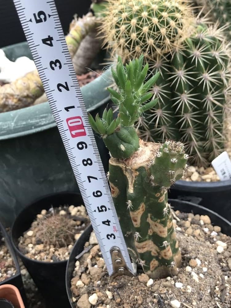 71soggGPNyL._AC_UF1000,