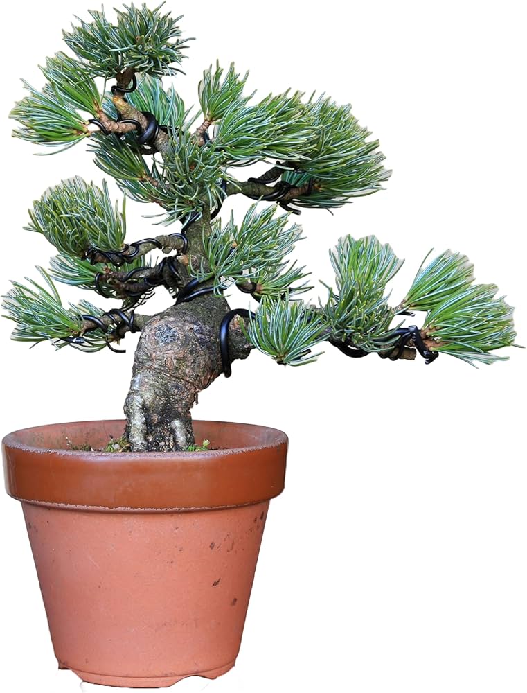 Amazon.co.jp: 那須五葉松 八房品種『那須娘』小品盆栽【泰寿園 Online