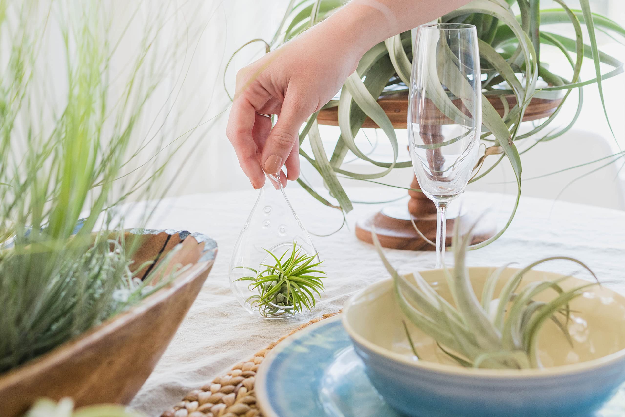 Amazon.com : Grow More Air Plant Fertilizer - Tillandsia