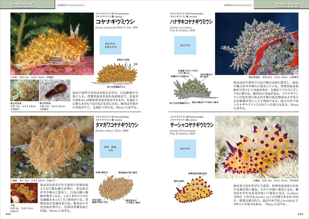 新版 ウミウシ (ネイチャーウォッチングガイドブック) | 篤司, 小野