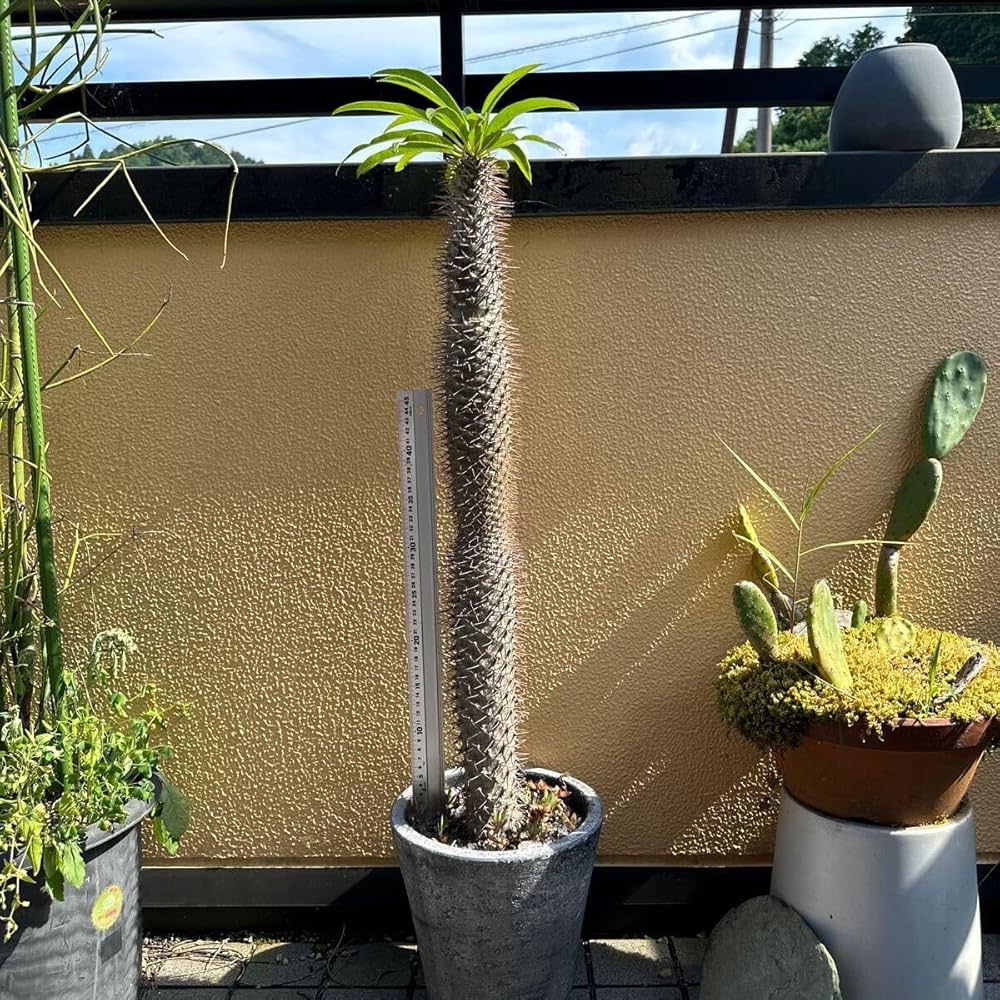 Amazon.co.jp: 超特大 塊根植物 抜き苗 パキポディウム ラメリー : ホビー