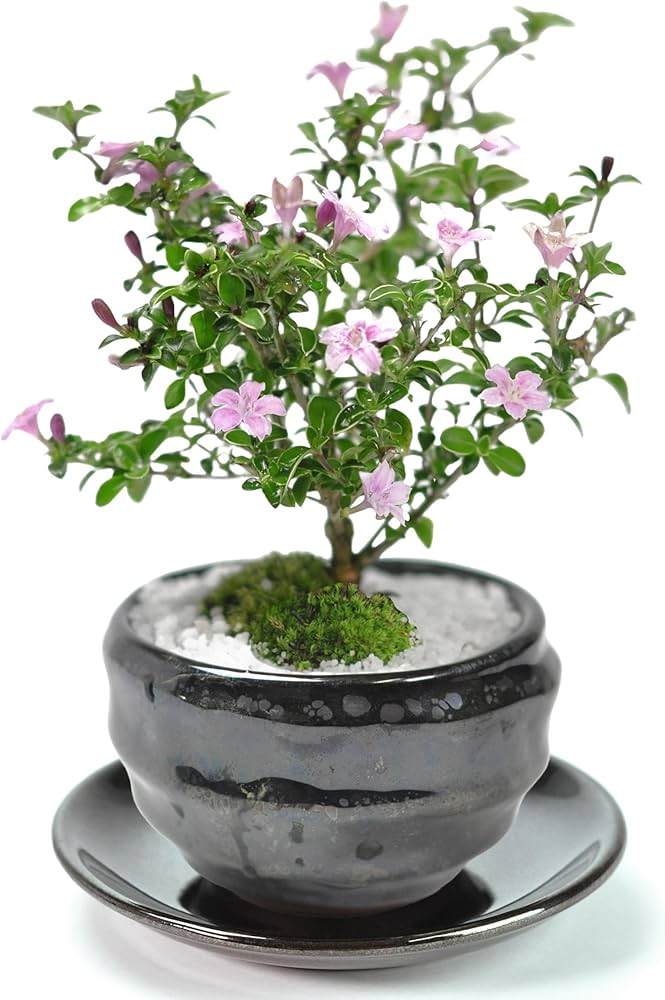 Amazon.co.jp: 盆栽妙 香丁木 天目鉢 受け皿 説明書 肥料付き ミニ盆栽