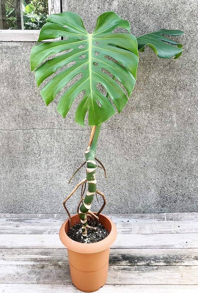 Amazon｜モンステラ 幹立ち [実物お届け] (約100cm(モンステラ 幹立ち