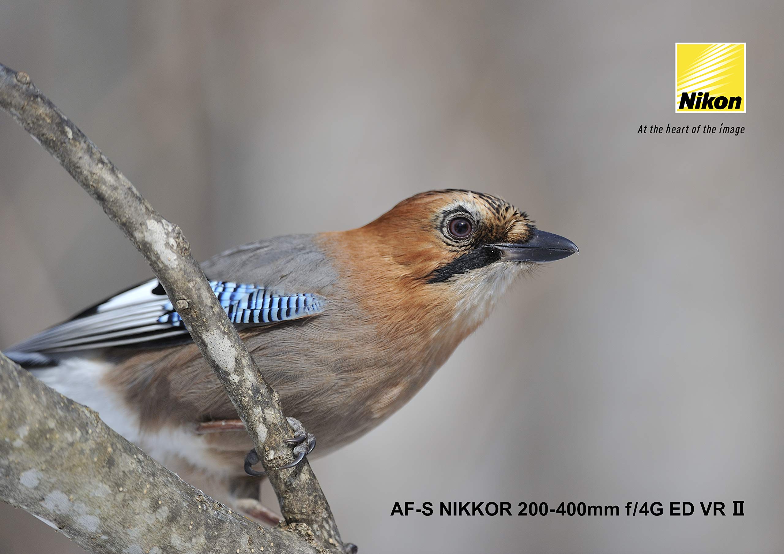 Amazon.co.jp: Nikon 望遠ズームレンズ AF-S NIKKOR 200-400mm f/4G ED