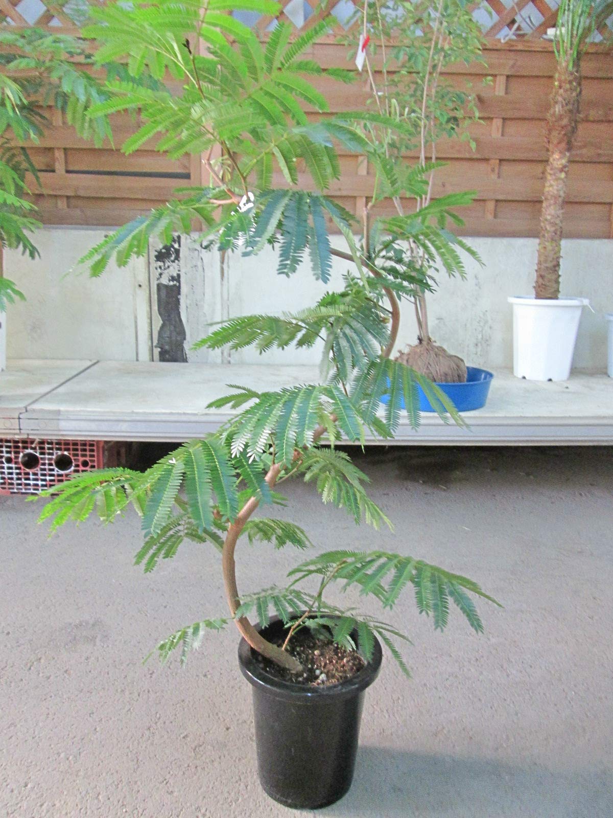 Amazon｜エバーフレッシュ 曲がり樹形 8号｜観葉植物 オンライン通販