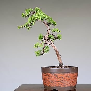 Amazon.co.jp: 糸魚川真柏 文人調 小品盆栽【泰寿園 Online】 : DIY