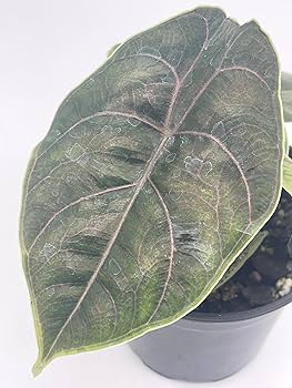 Amazon.com : BubbleBlooms Alocasia Azlanii, Jewel Alocasia, Red