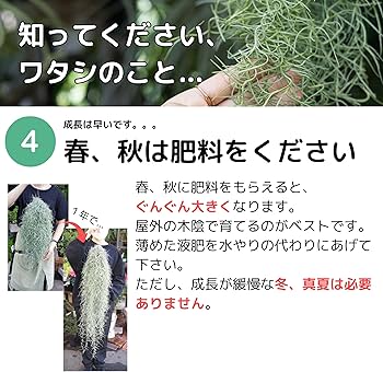 Amazon｜超特大ウスネオイデス スパニッシュモス エアプランツ エアー