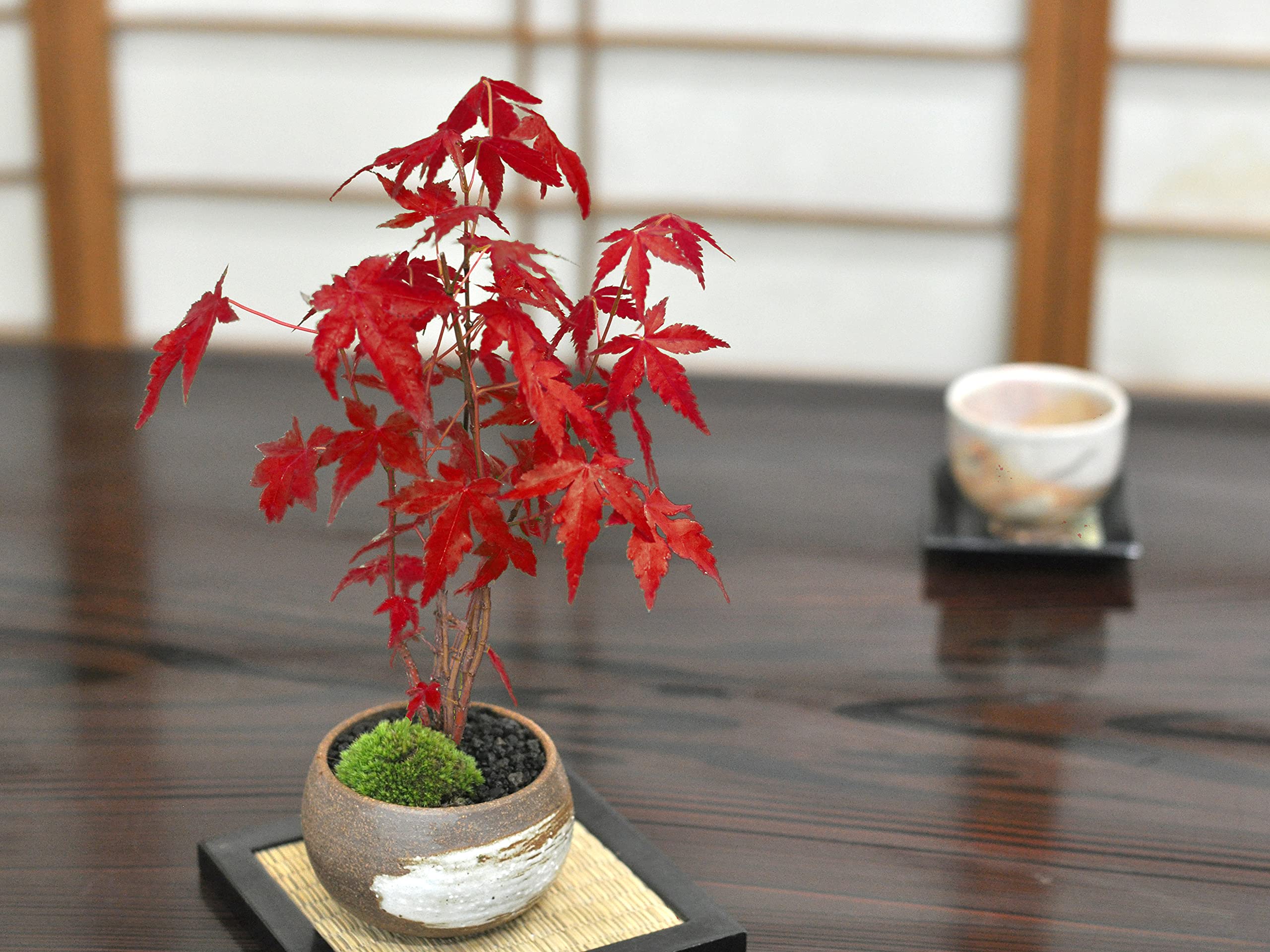 Amazon｜盆栽妙 山もみじ丸鉢 ミニ盆栽 紅葉 鉢植え 観葉植物 敬老の日