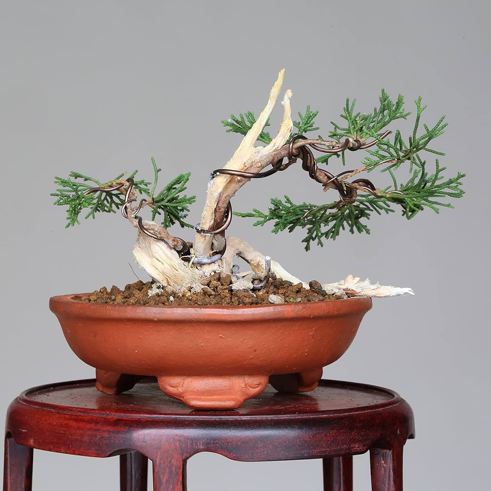 中品 創作 真柏盆栽】⭕TANUKI創り、舎利100年❗ 中品 創作 真柏盆栽