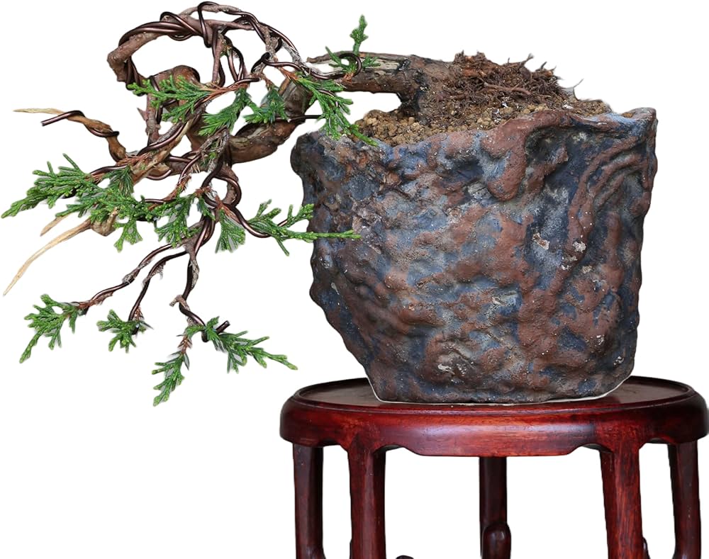 Amazon.co.jp: 糸魚川真柏 懸崖づくり 小品盆栽 【泰寿園 Online
