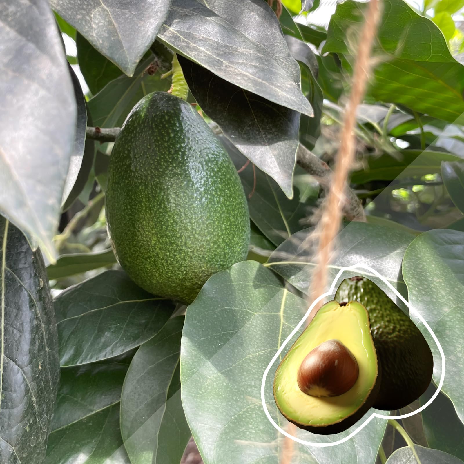 Amazon.co.jp: 【予約受付中】【2026年3月下旬～発送】アボカド ピン