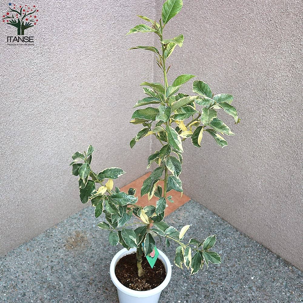 Amazon.co.jp: レモン ピンクレモネード 2年生接木苗 7号鉢【品種で