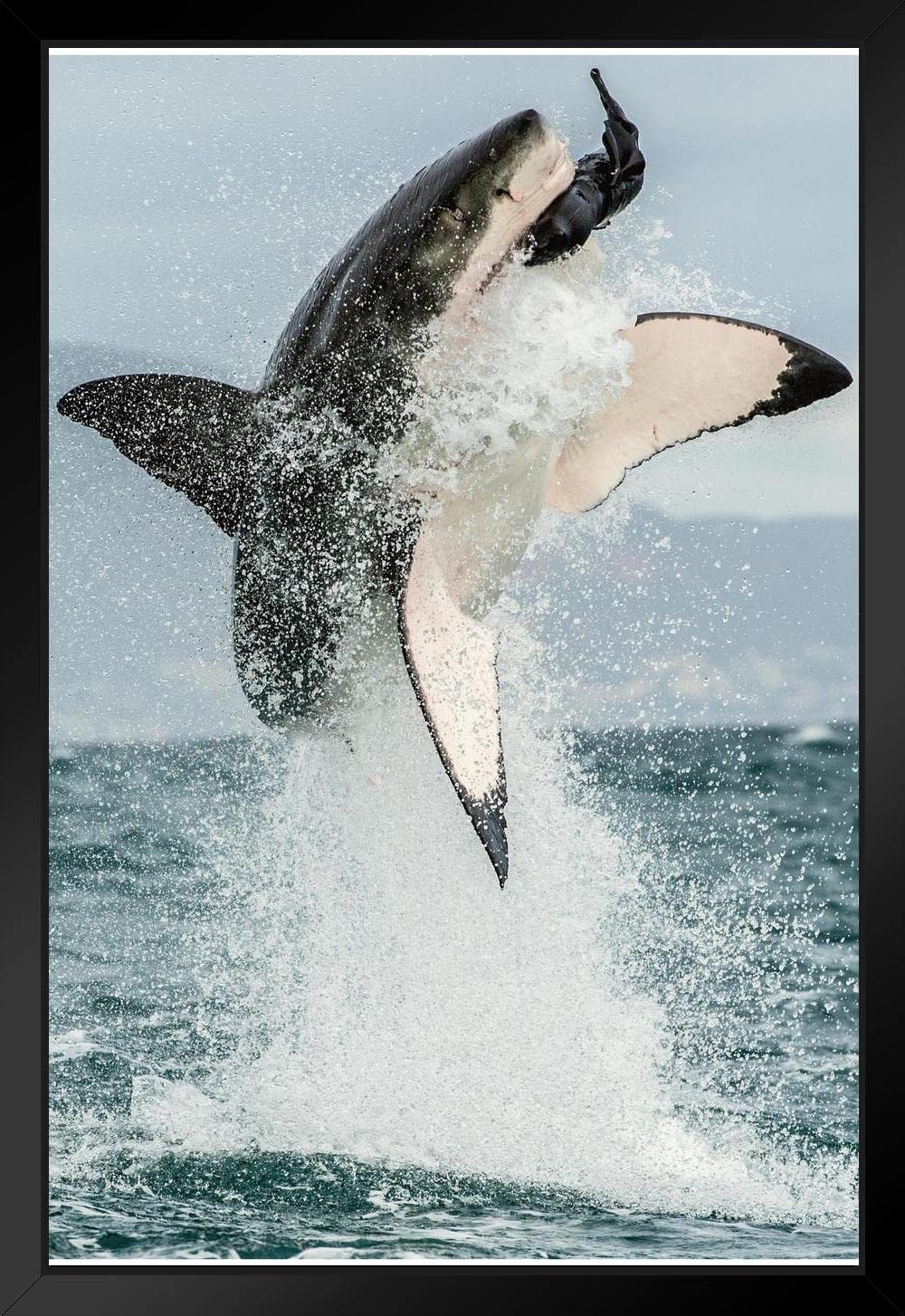 Amazon.co.jp: Great White Shark Jumping Out of Water アクション