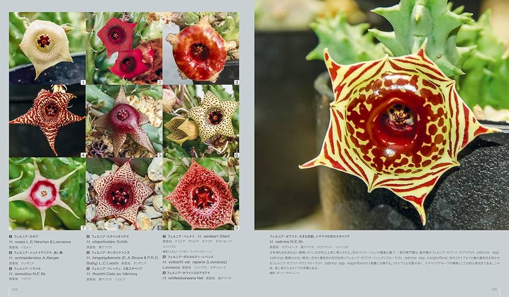 多肉植物全書 All about SUCCULENTS | パワポン・スパナンタナーノン