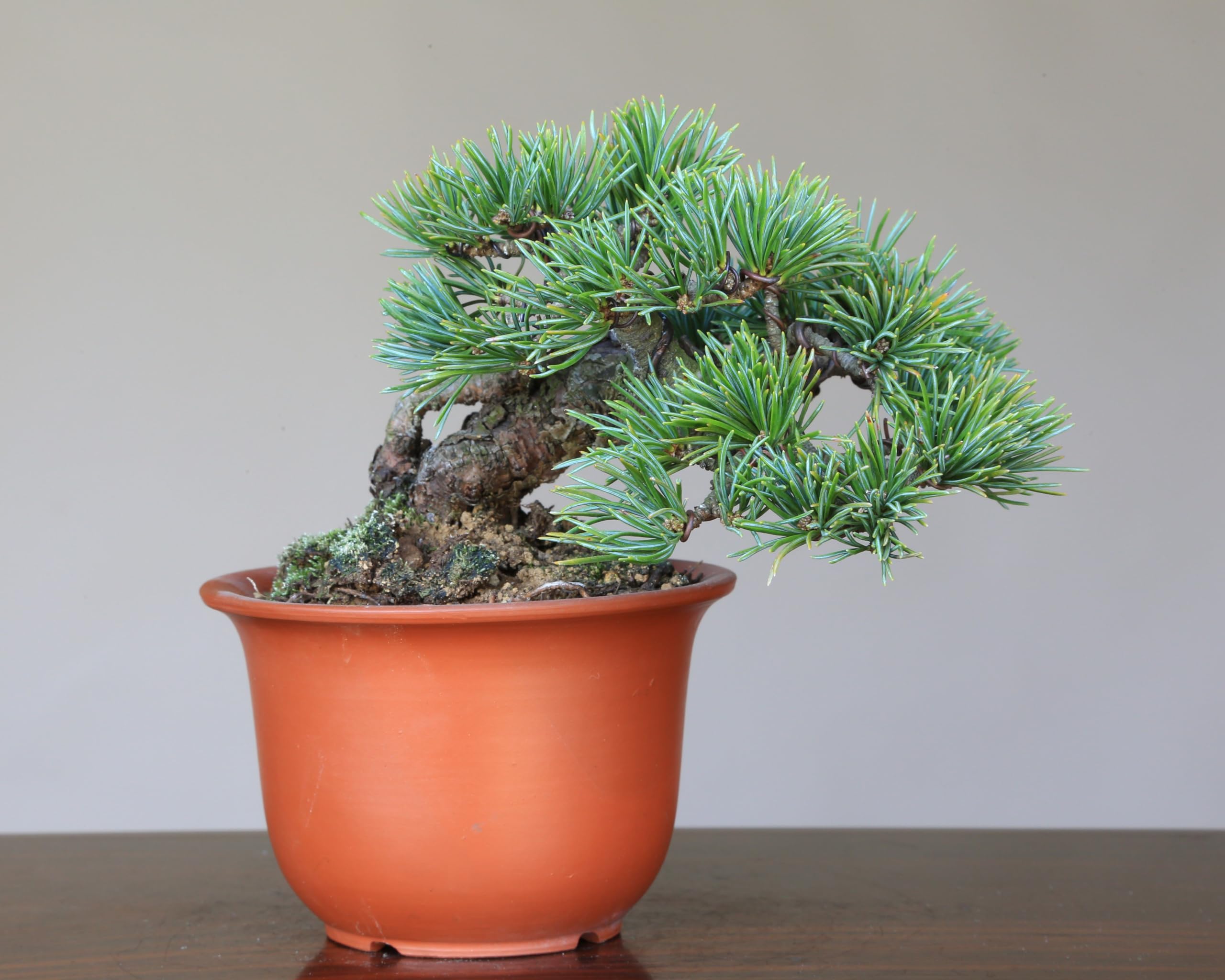 Amazon.co.jp: ノーブランド品八房五葉松『明星』小品盆栽・ミニ盆栽