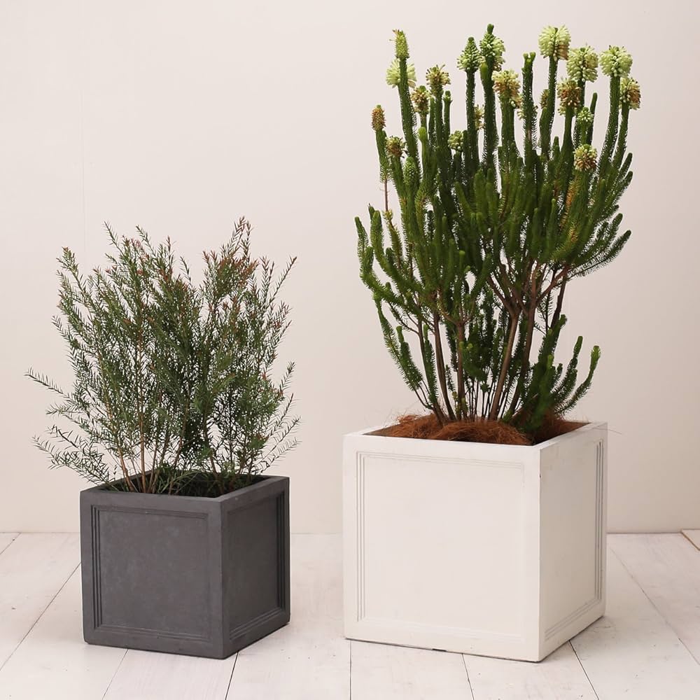 Amazon | 植木鉢 大型 ファイバークレイプロ ノーマン キューブ 30