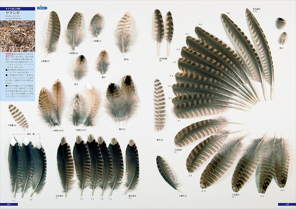 原寸大写真図鑑 羽 増補改訂第2版 | 叶内 拓哉, 高田 勝, 新谷 亮太