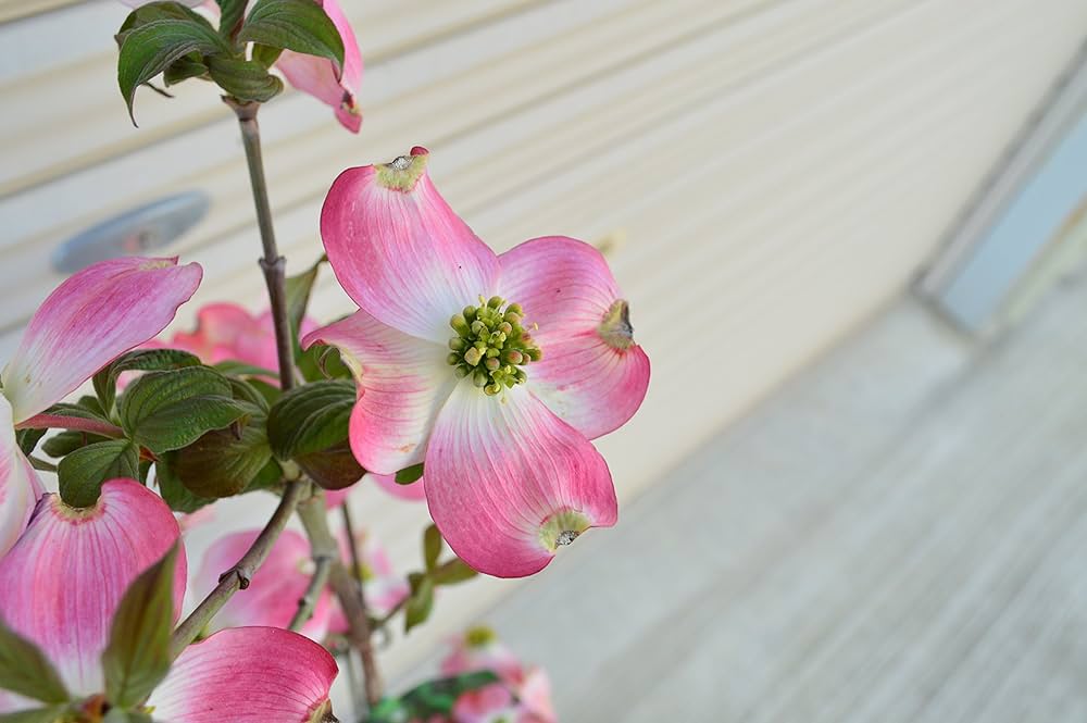 Amazon.co.jp: ハナミズキ苗赤白ピンク3色セット いろんなハナミズキが