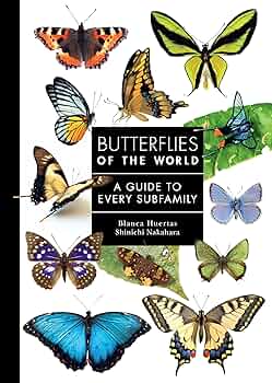 81ETnAAPpJL._AC_UF350,