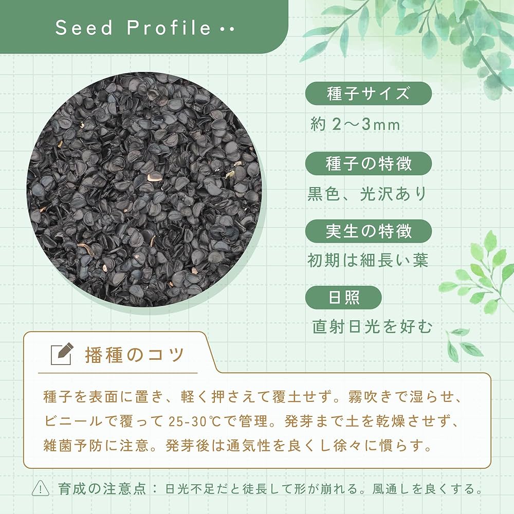 Amazon.co.jp: SEEDSTOCK アガベ オテロイ チタノタ 種子 100粒 Agave