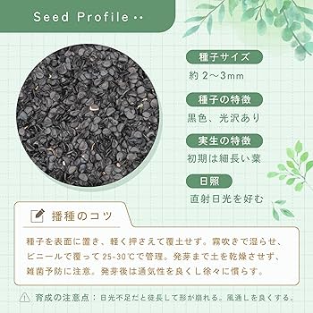 Amazon.co.jp: アガベ オテロイ 種子 50粒 Agave oteroi 多肉植物