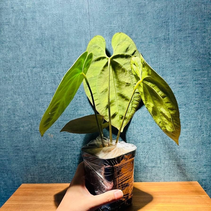 Amazon.co.jp: アンスリウム ベッセアエ Anthurium beae : ホーム