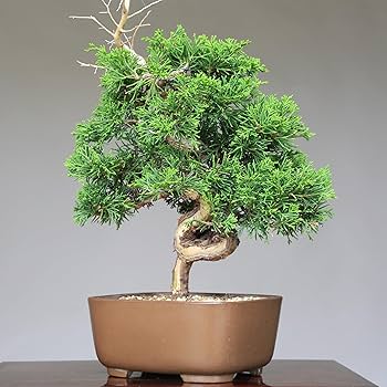 Amazon.co.jp: 糸魚川真柏（捻転幹・ジン・シャリ）小品盆栽 【泰寿園