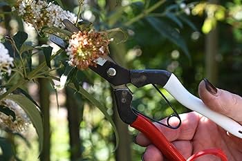 フォンフォン】岡恒 玉葱鋏36丁 フォンフォン】岡恒 玉葱鋏36丁 フォン